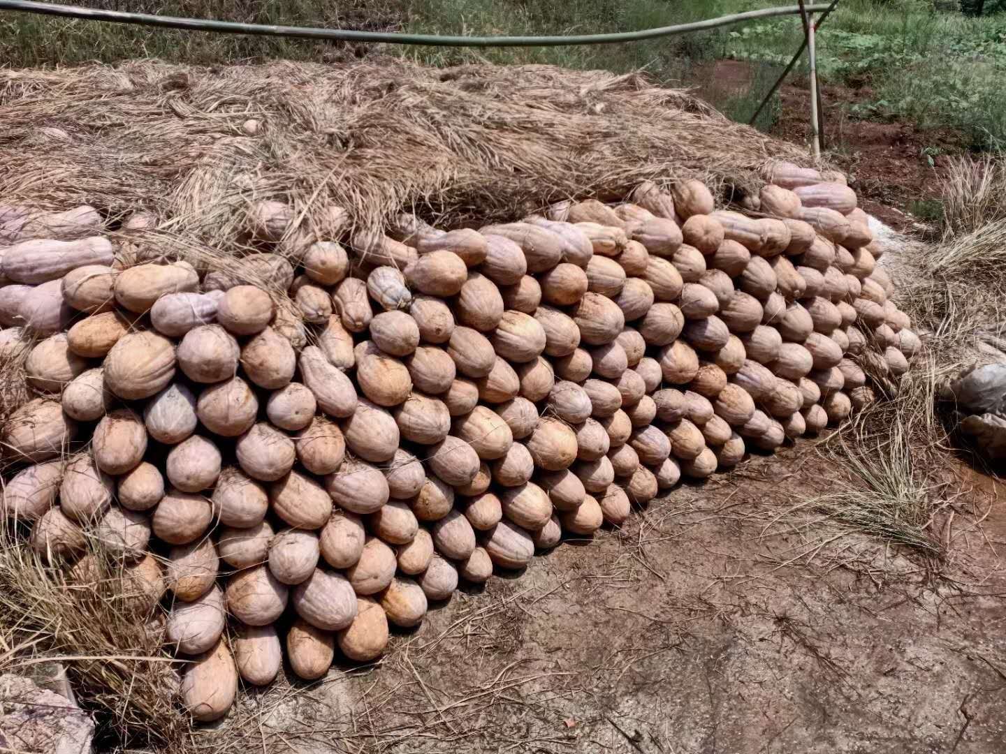  蜜本南瓜|产地直供一手货源货源稳定供货周期长