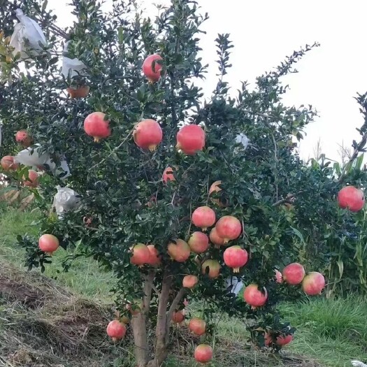 会理市 突尼斯软籽石榴10斤现摘当季新鲜孕妇水果无籽水晶甜石榴