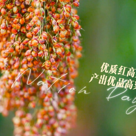 遵义百花丛中一瓶蜜，百花蜜