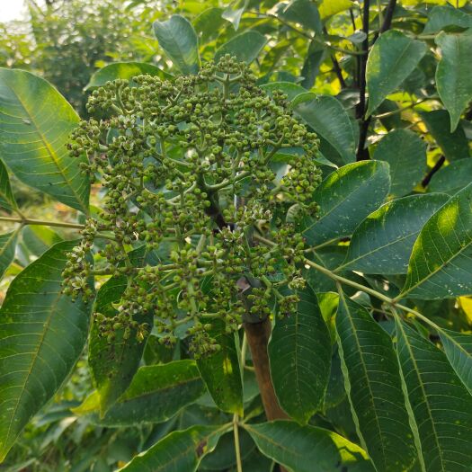 歙县 吴茱萸
