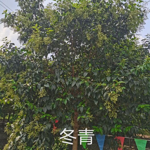 常州 冬青