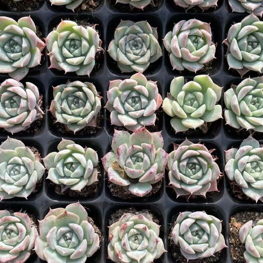 昆明多肉植物 【5050】恩宠100颗288