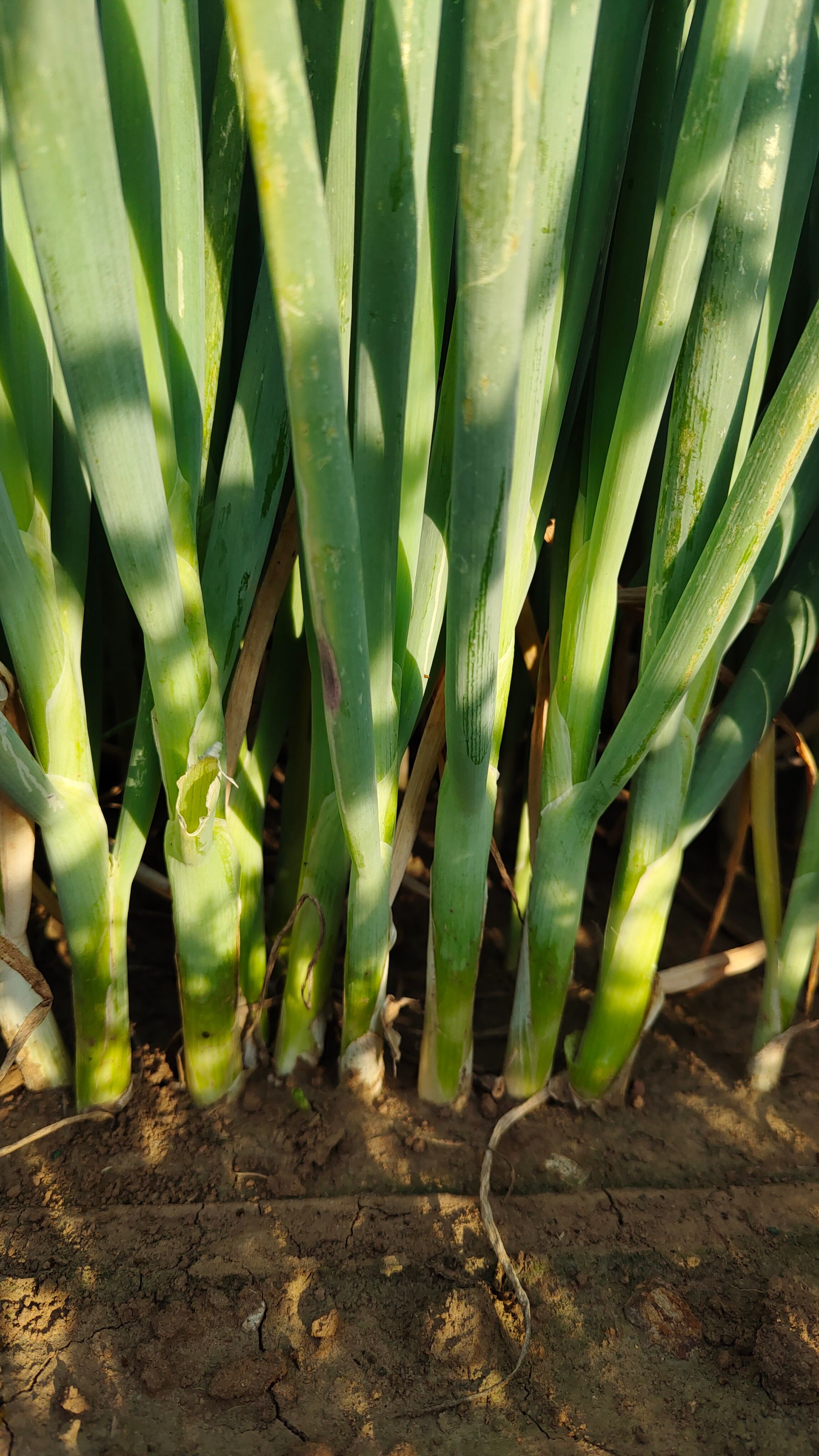 铁杆大葱苗  基地直供优质铁杆葱苗，常年供应全国各地