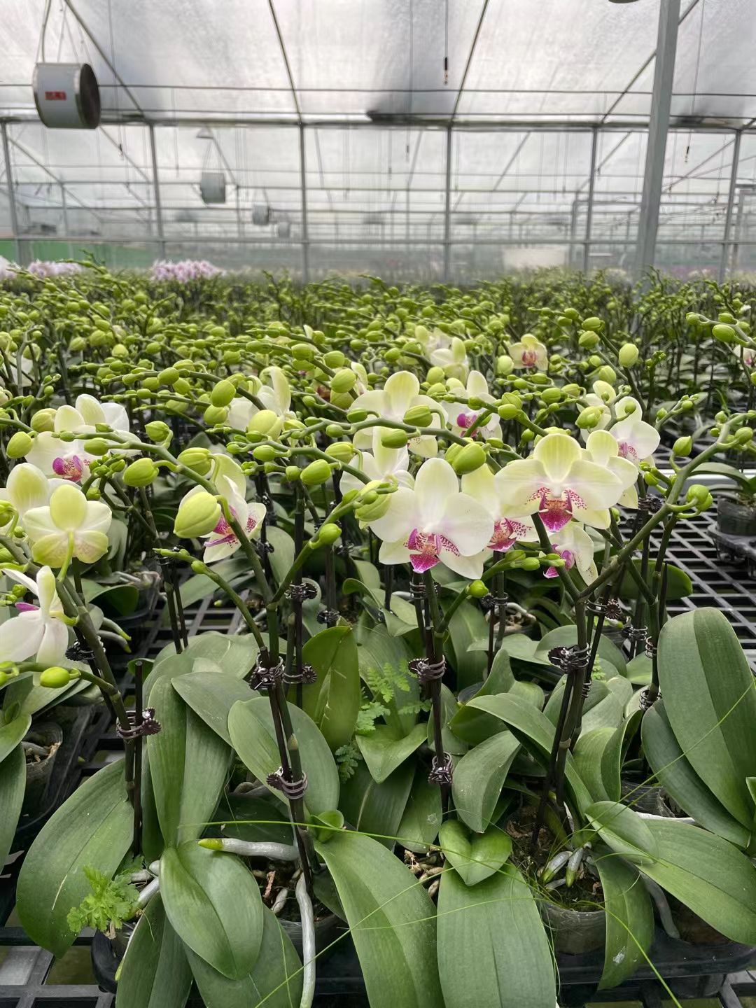 蝴蝶兰交友款优惠开花株