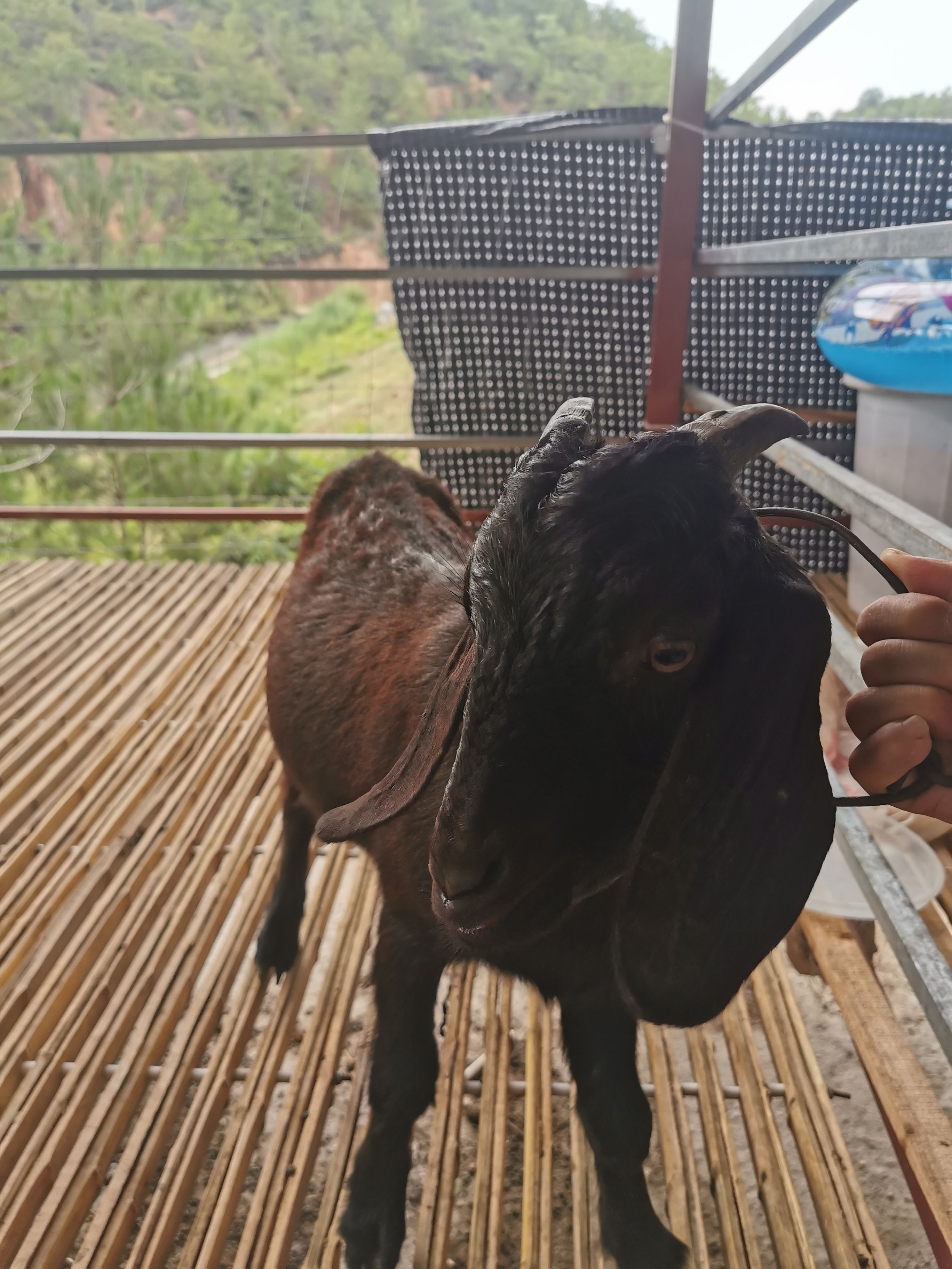 黑山羊 努比亚种小公羊