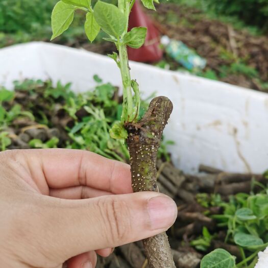 藤县 葛根种苗免费提供种植技术