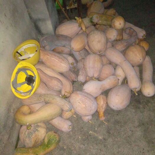 吉首市板栗南瓜 家里种的南瓜