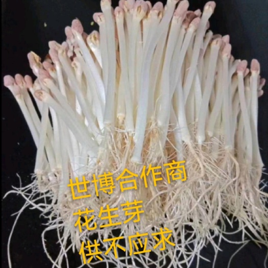 无土栽培花生芽现货供应