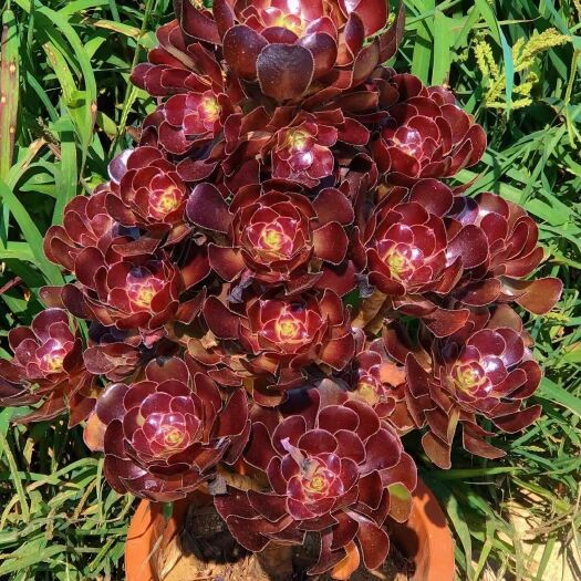 昆明多肉植物 厚叶红酒玫瑰老桩，高50公分左右，20起50元