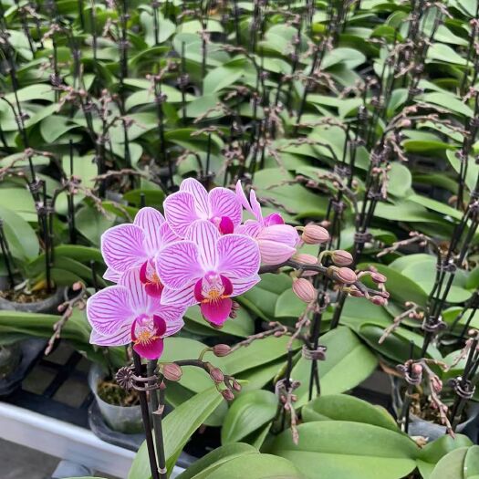 佛山蝴蝶兰交友款优惠开花株