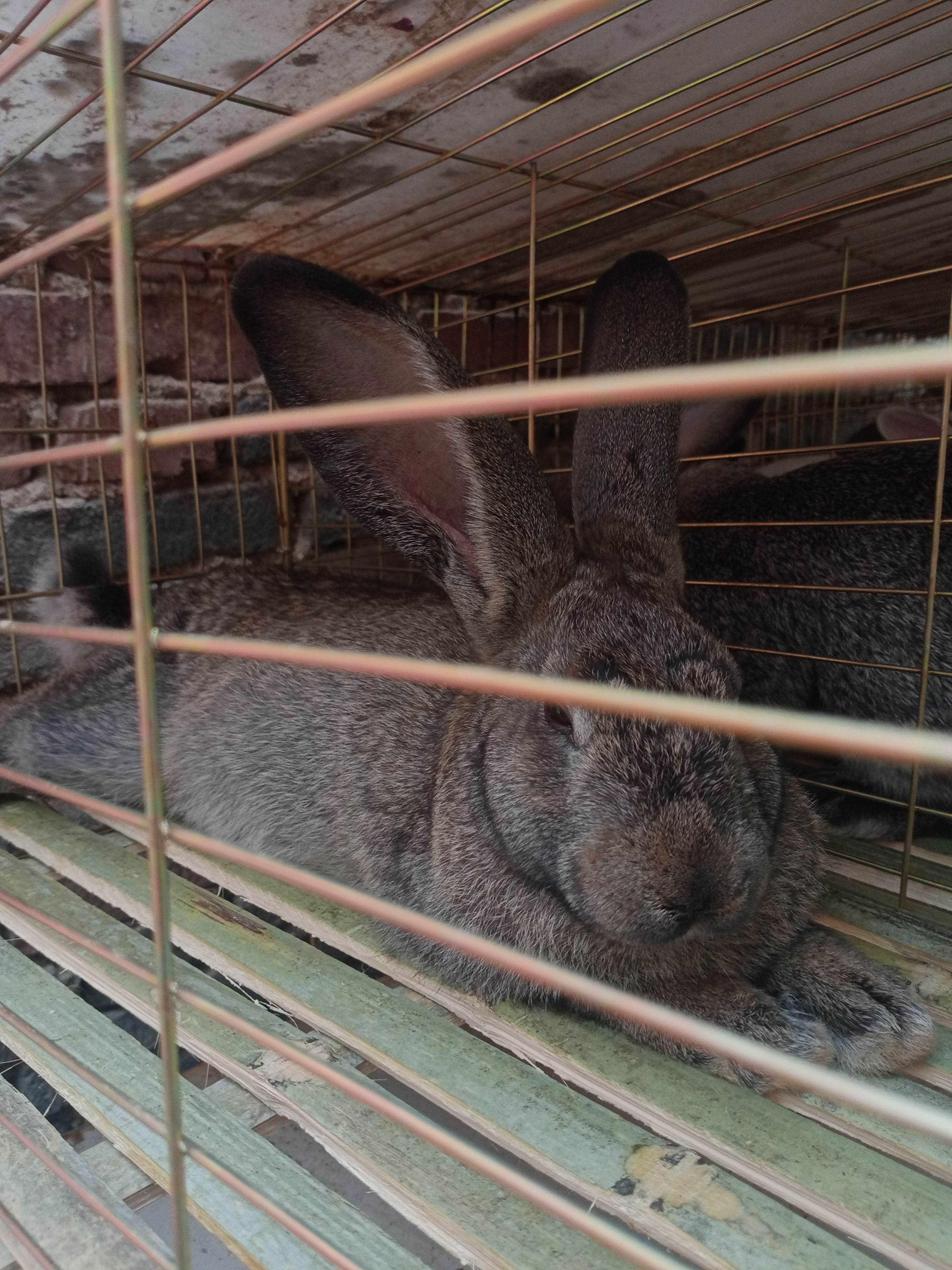 兔子 商品兔大量供应，欢迎采购商来电洽谈合作