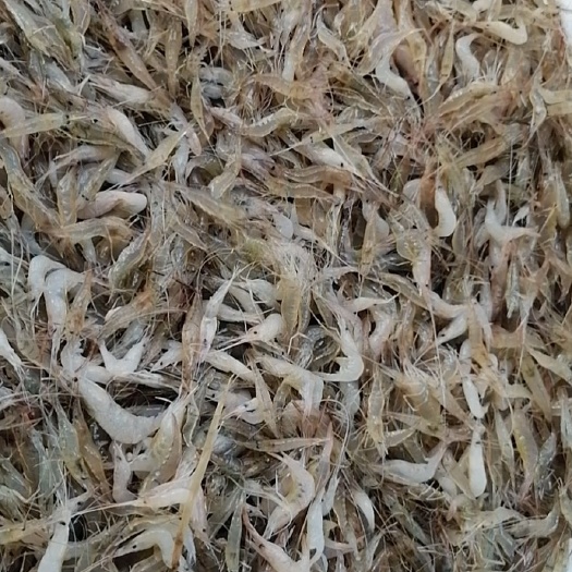 怀远县白米虾 河虾，2-4公分