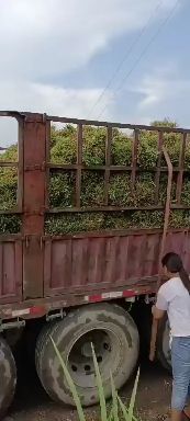 四会市大叶油草 大叶草