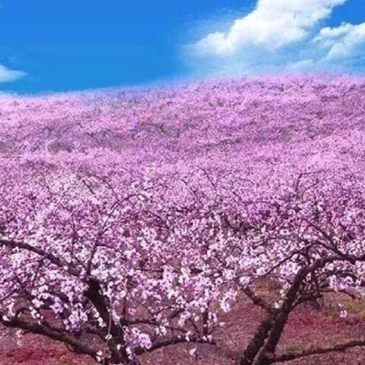 莲花县60亩黄桃成林果园60万整体抛出，零售果树价格面议。