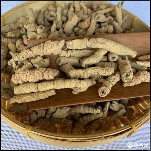 郁南县巴戟天