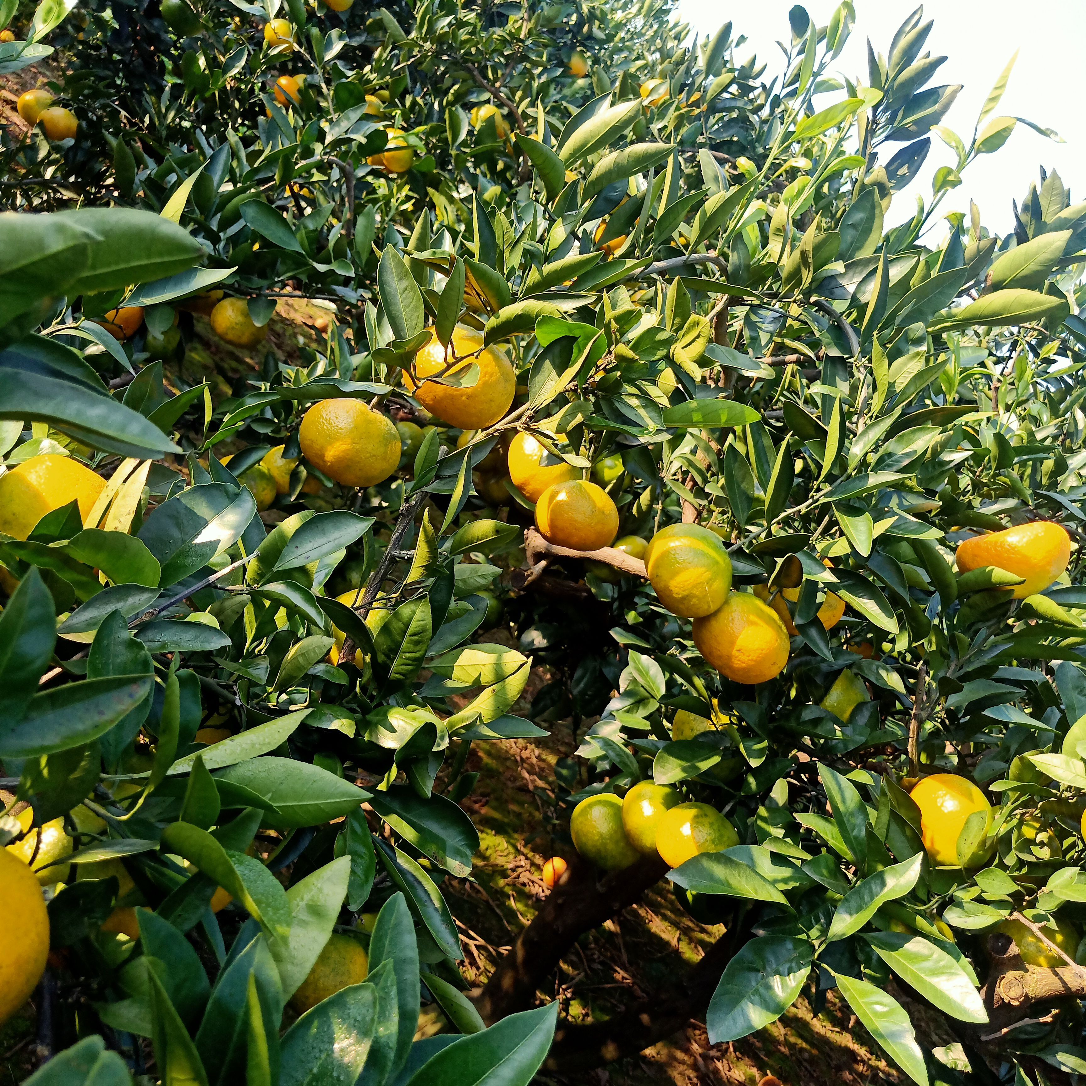 蜜桔 湖南省常德市澧县