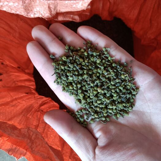 樟树市江西中花吴茱萸大量出售