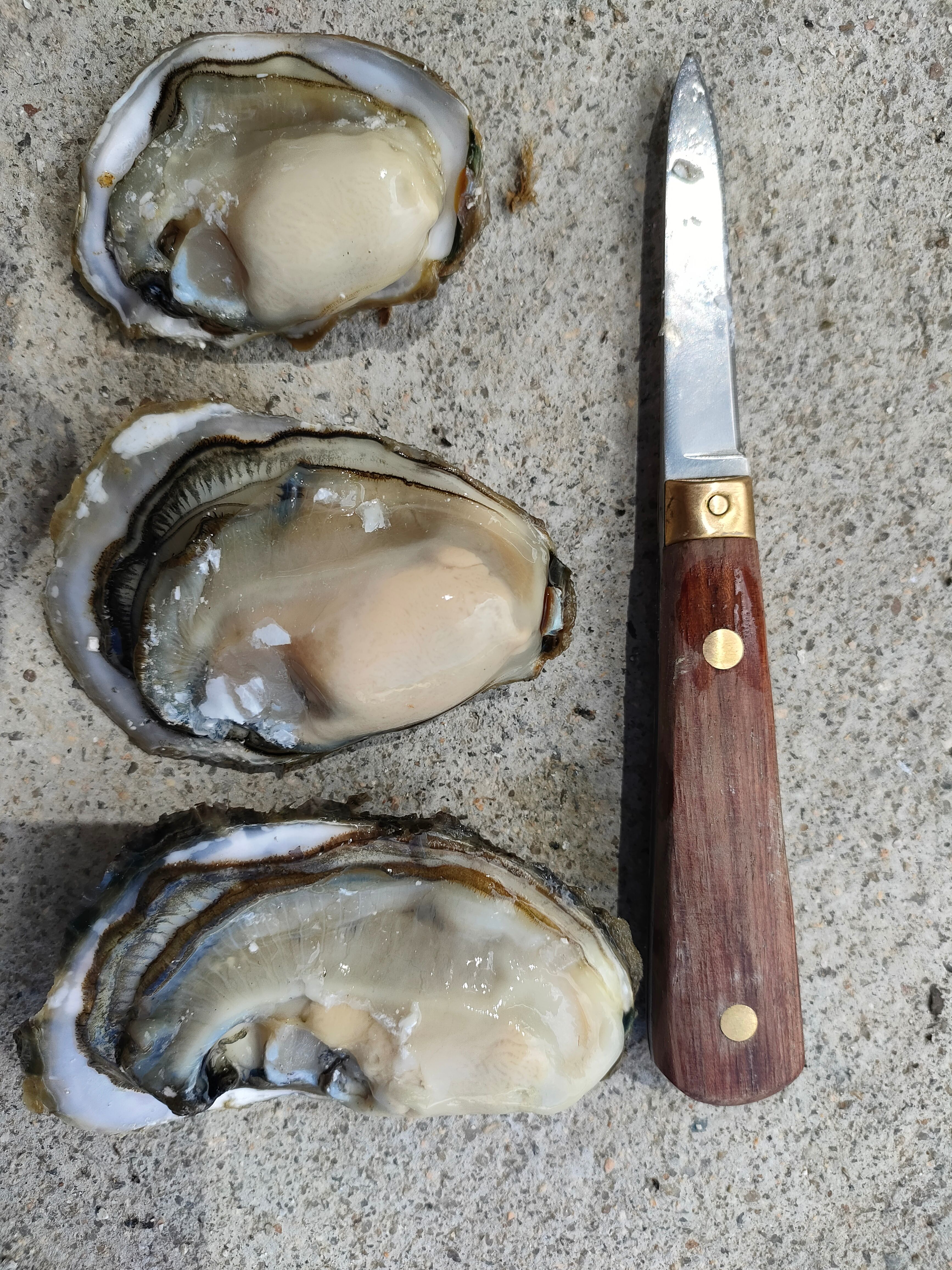  （精选）福建 原产地 正宗本地蚝 优质牡蛎网红高压锅生蚝