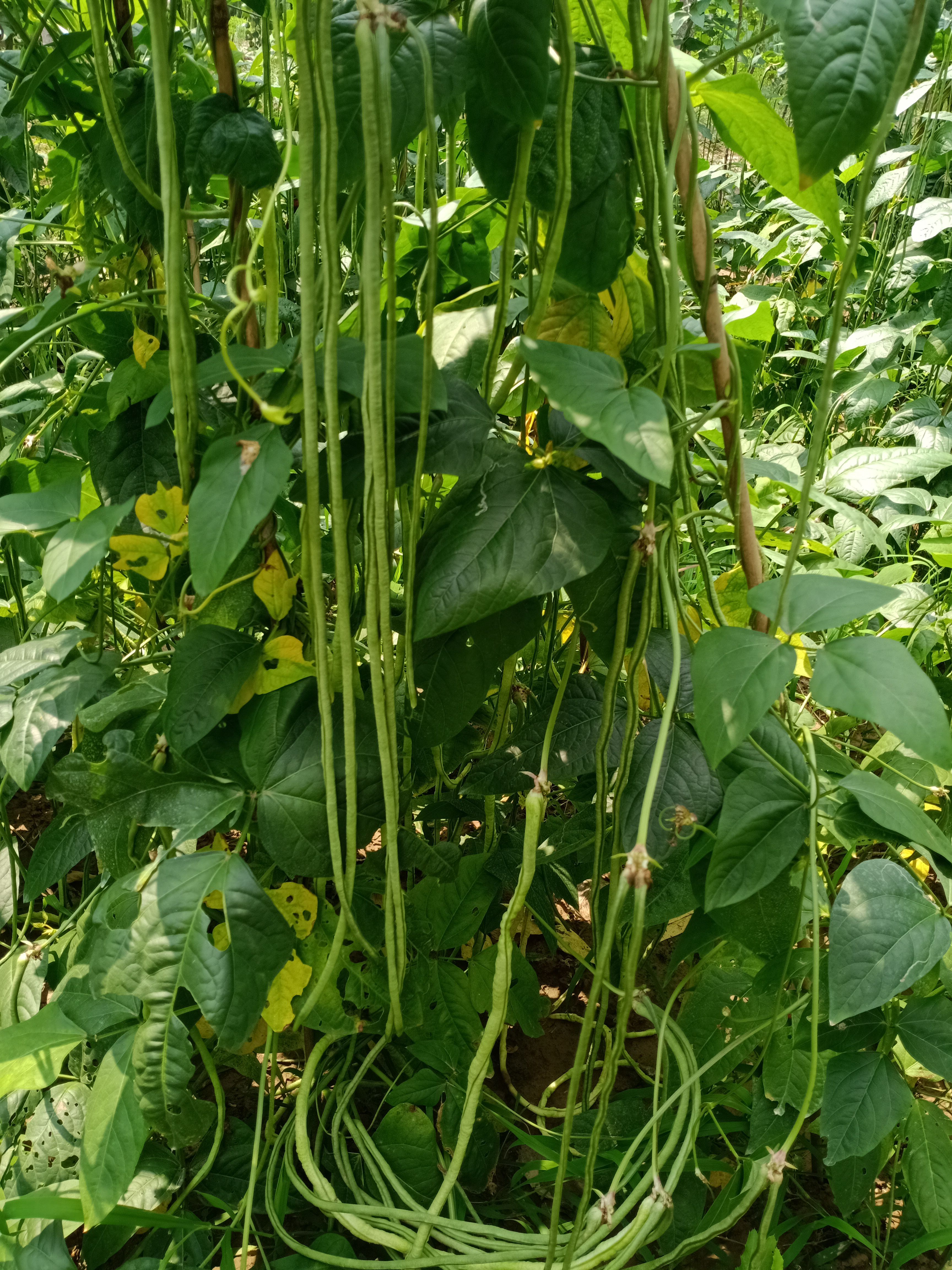 长豆角种子批发 豆角种子，绿条豆角种子