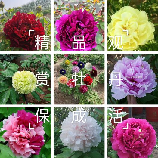 菏泽【店长推荐】观赏牡丹，菏泽观赏牡丹，多层花，保证正品