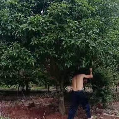 咸宁桂花树10一25公分出售丹桂和金桂分枝1.8米左右，欢迎订购