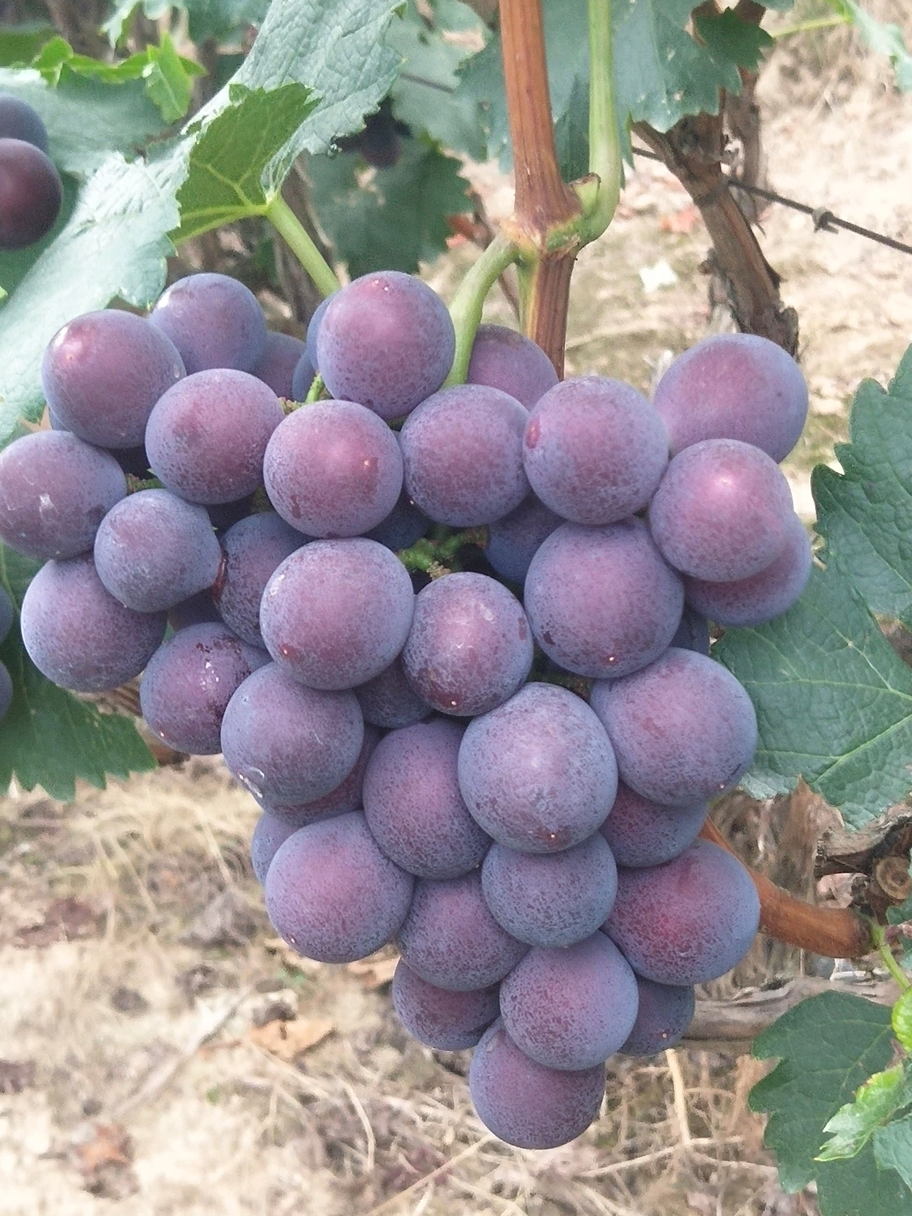 出售 出售 出售 巨峰葡萄，千亩基地，产地直供……