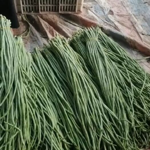 内黄县长豇豆  一级精品豆角二级豆角切菜烘干 豆角