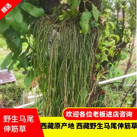 马尾伸筋草  伸筋草 新鲜小叶伸筋草 西藏产地直发 一手