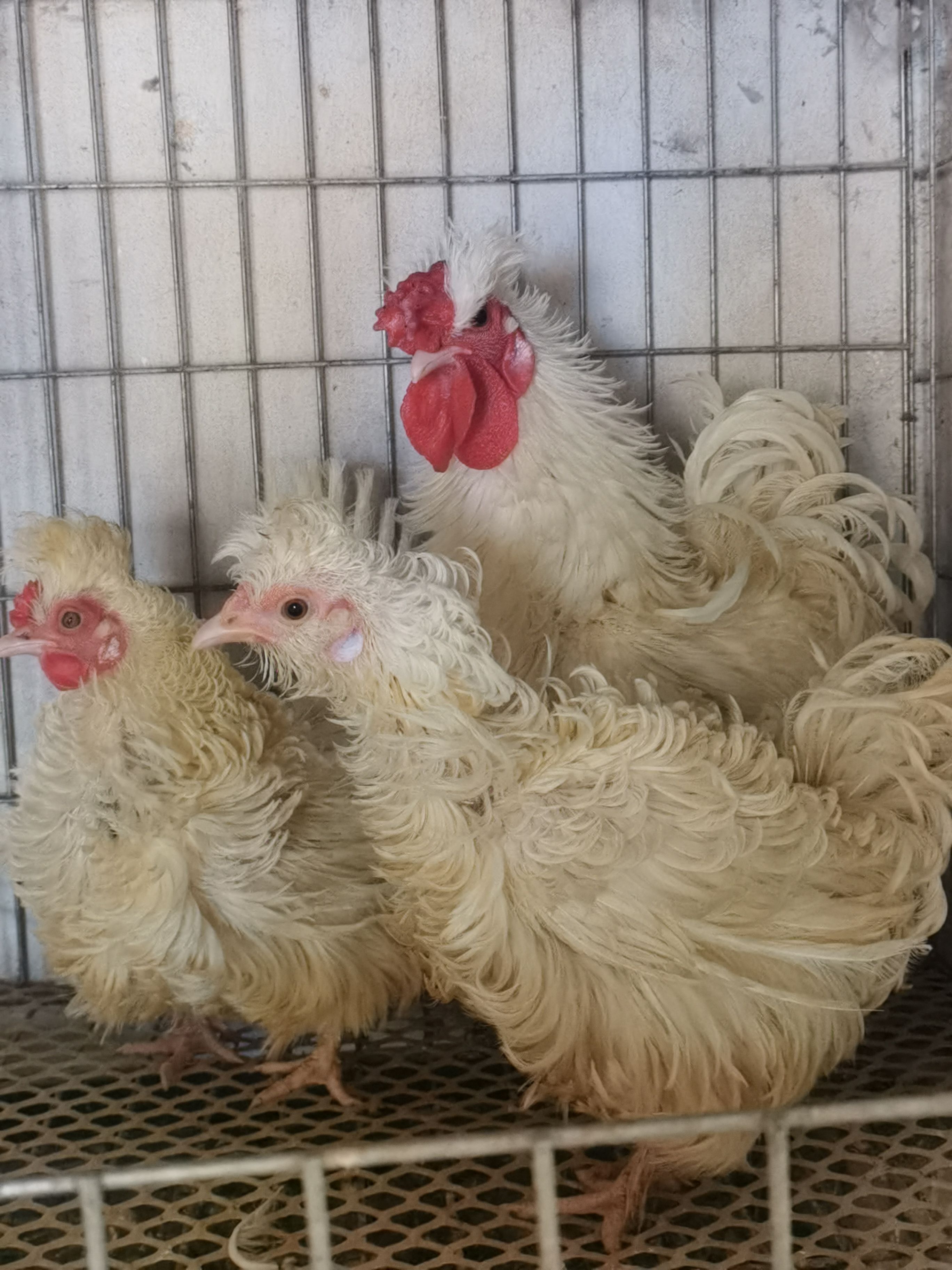 土鸡  白色翻毛观赏鸡