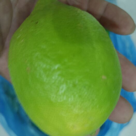 廉江市广东香水柠檬产自一年四季如春的湛江