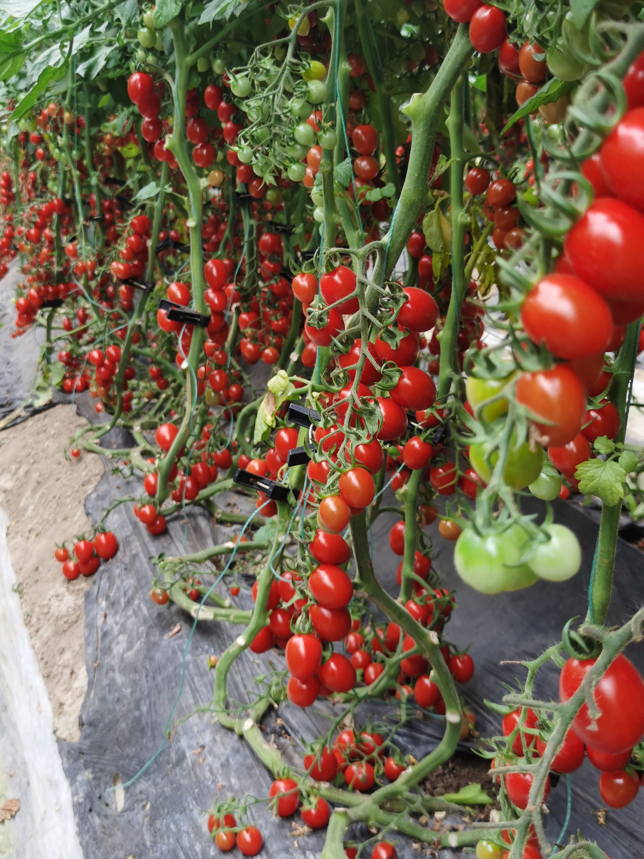 釜山88圣女果 釜山88