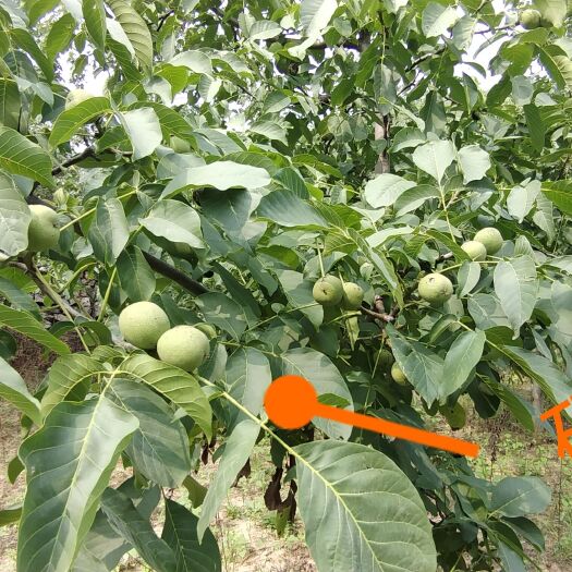 井陉县青皮核桃 太行山区绿色核桃 ，刚下树青皮 ，辽系品种，果大质优 。