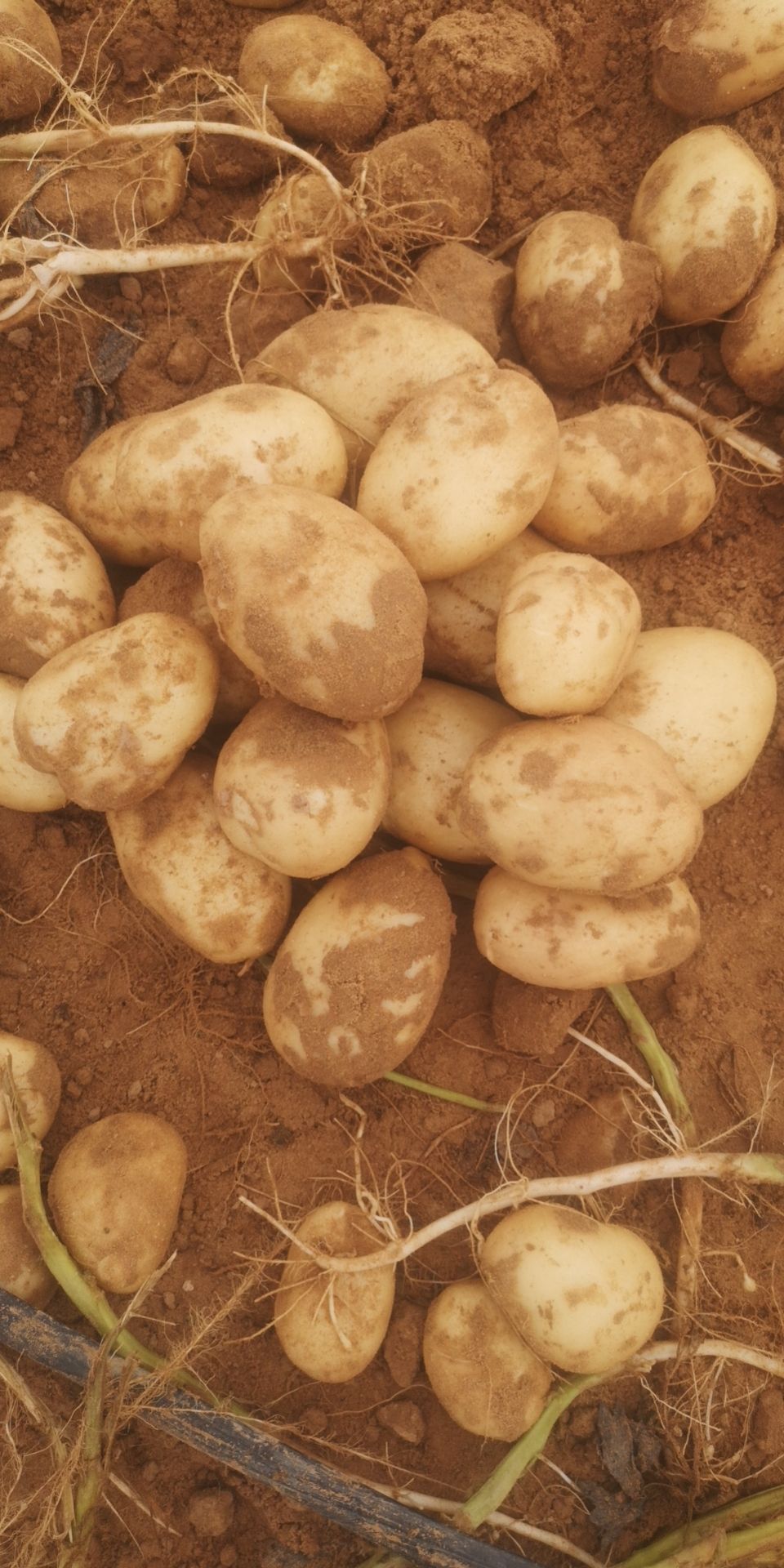 黄心土豆  陕北榆林定边白泥井纯沙地土豆