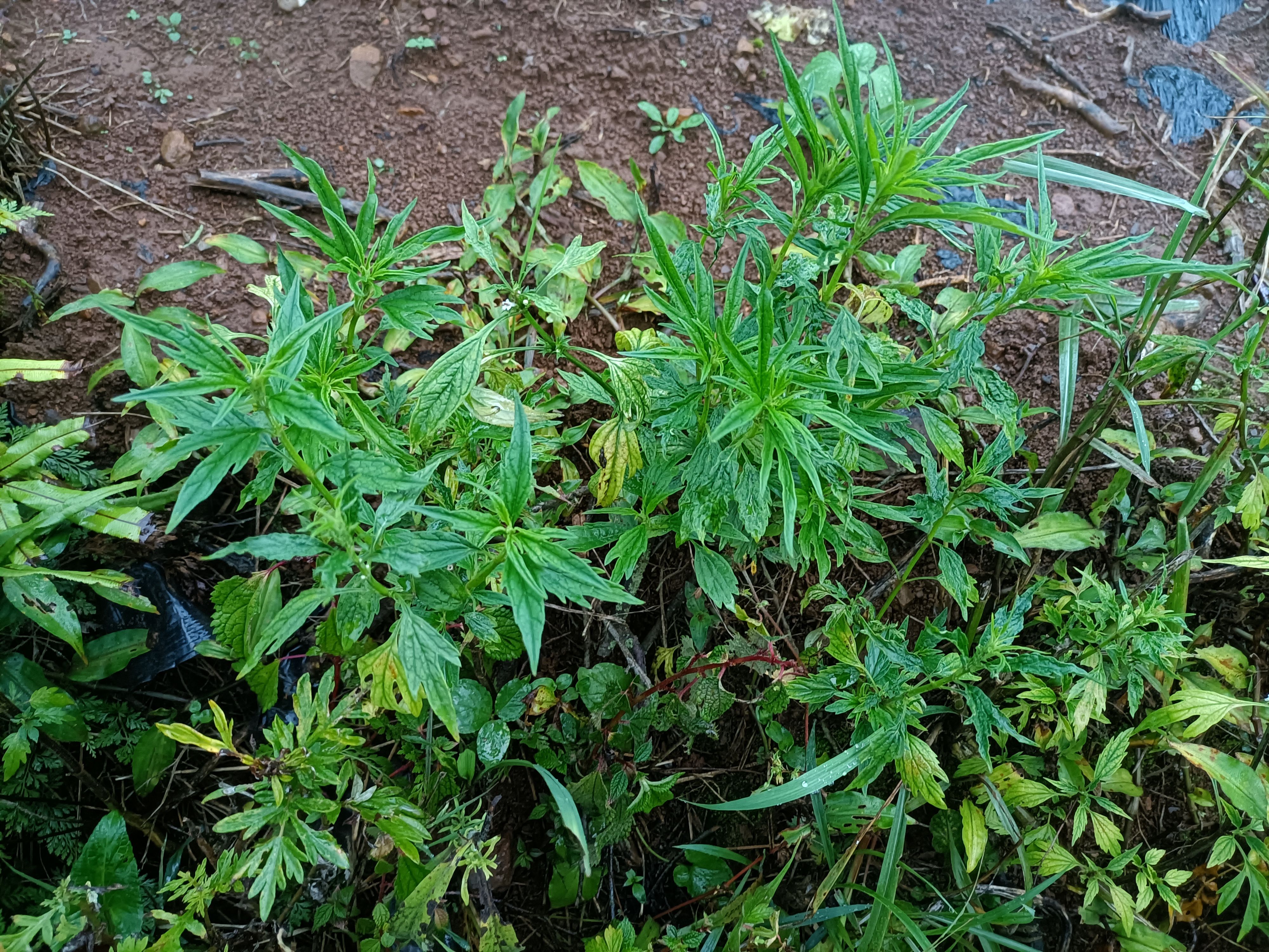 云南家种无硫益母草不打农药不施肥天然植物精货批发雪上小草