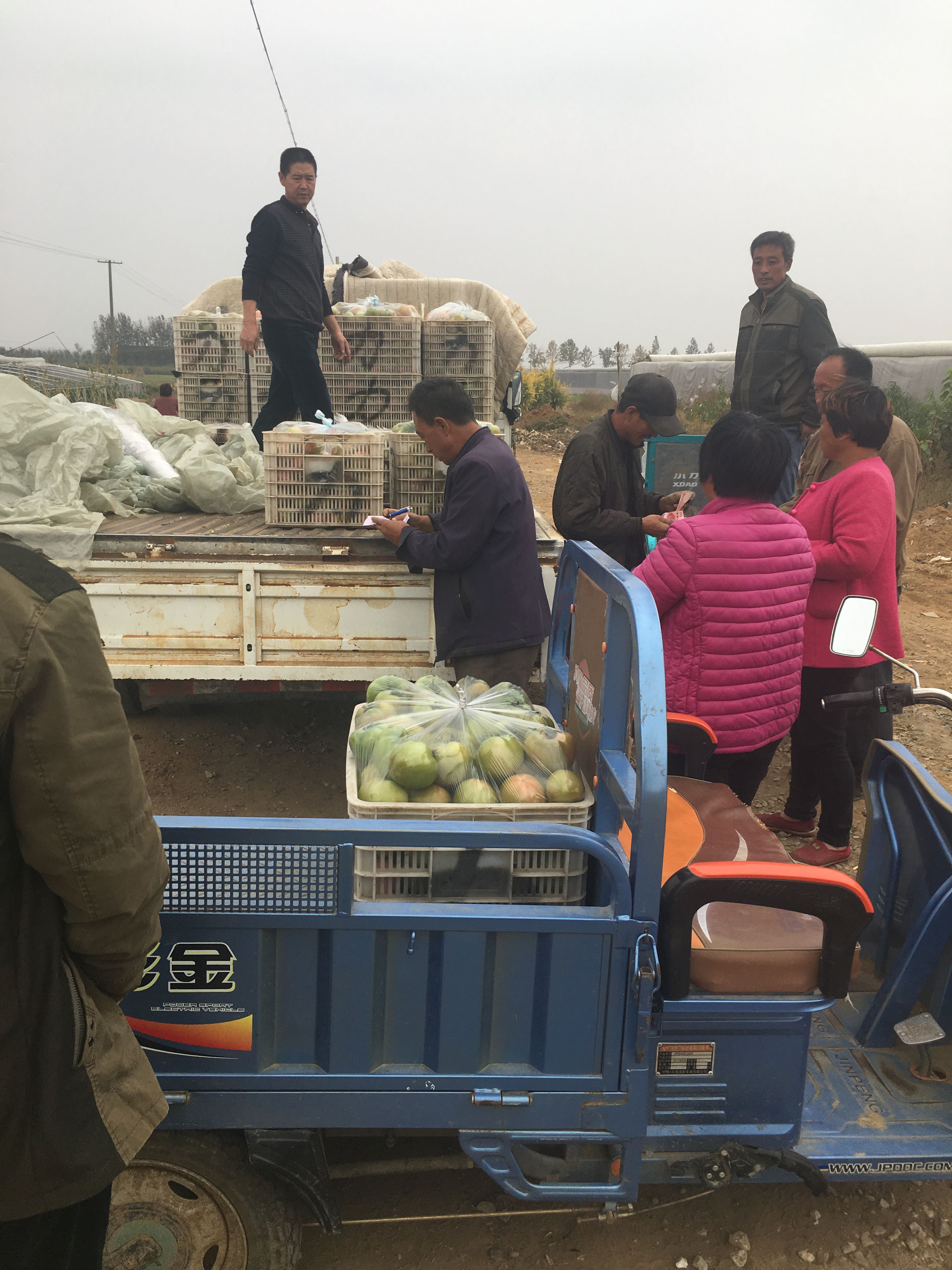 毛粉番茄苗  口感大果番茄苗子