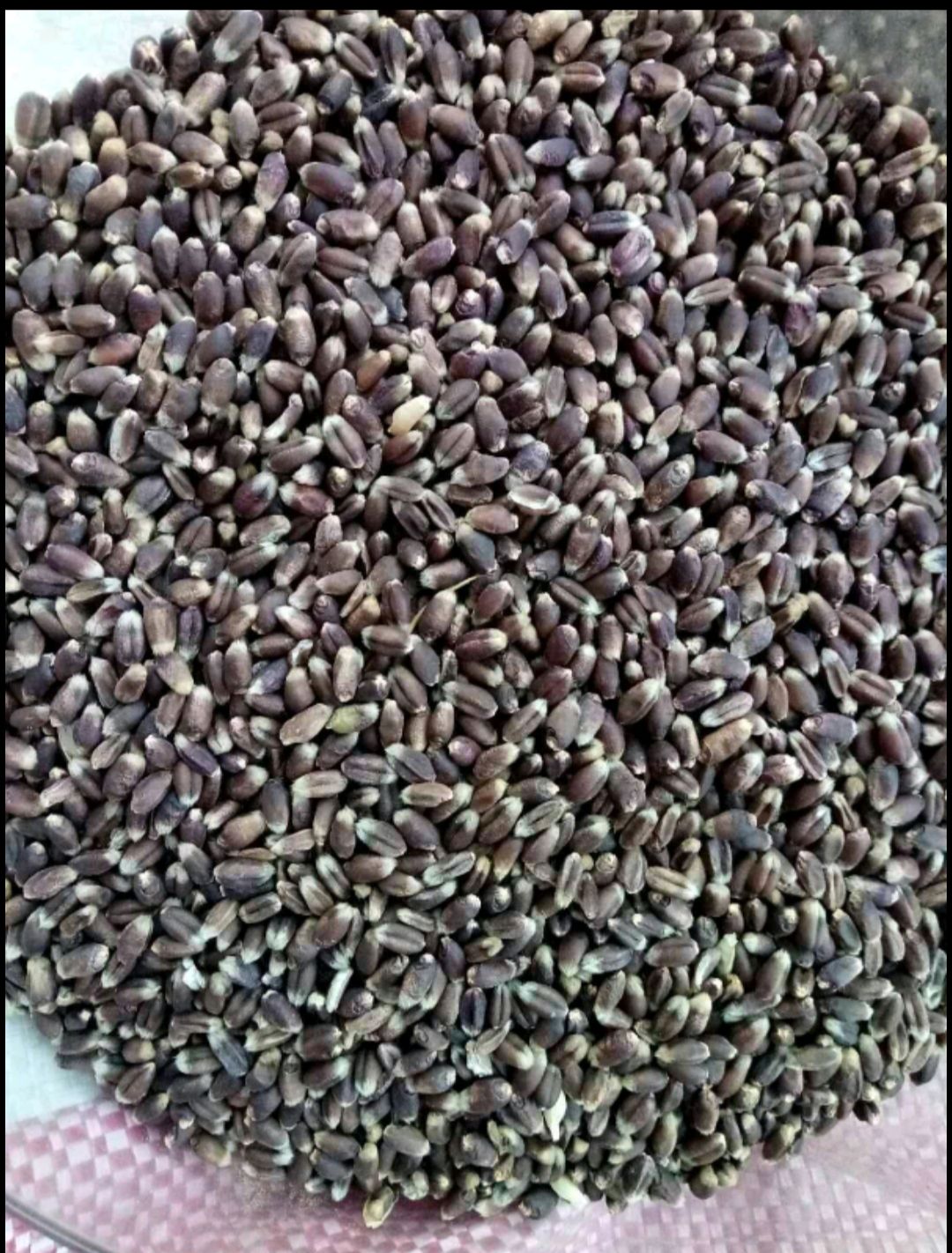 最新小麦种子排行榜 2