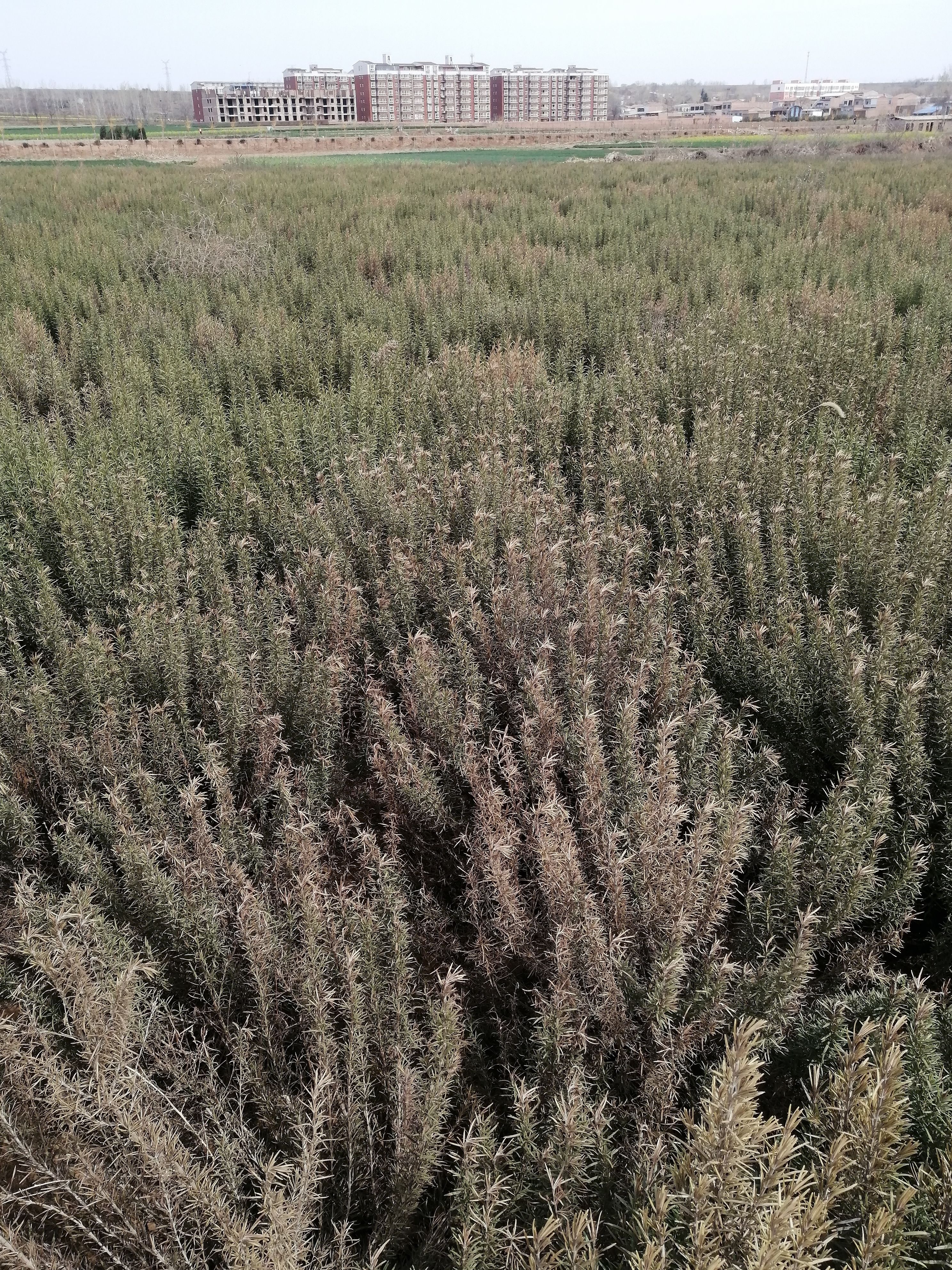 干迷迭香 常年收售迷迭香干叶及迷迭香制品