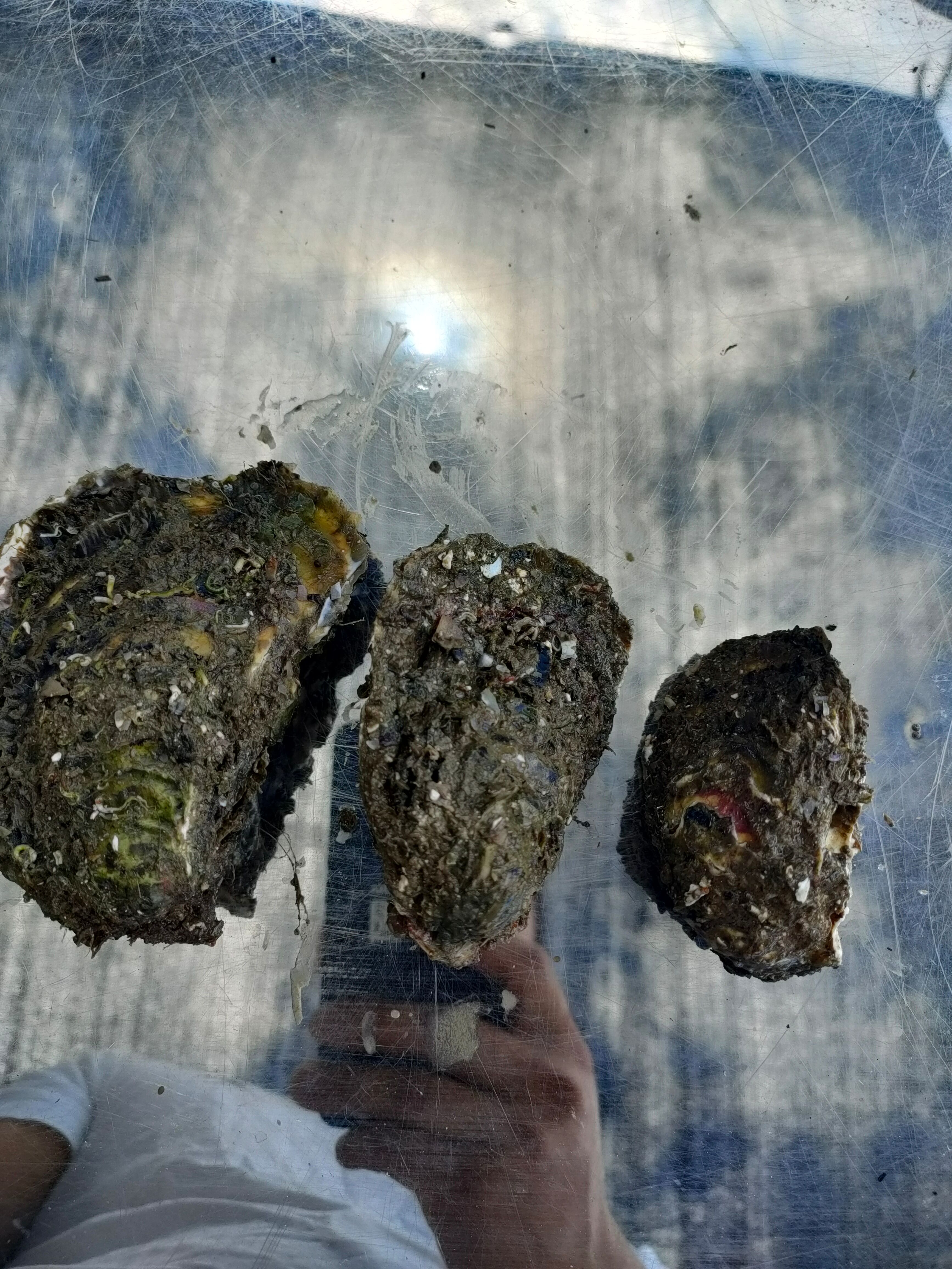  （精选）福建 原产地 正宗本地蚝 优质牡蛎网红高压锅生蚝