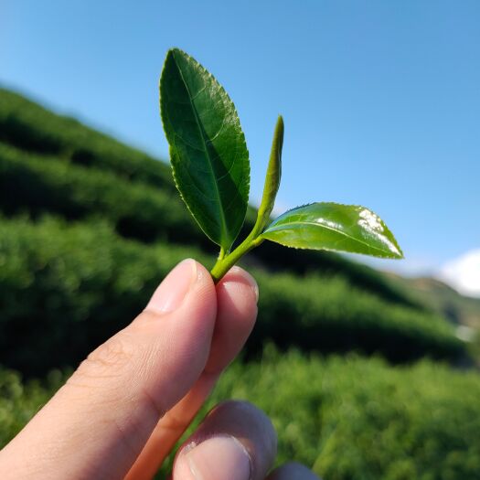 宁化县[热售]正统武夷岩茶-大红袍，自品送礼有里有面，批发价出