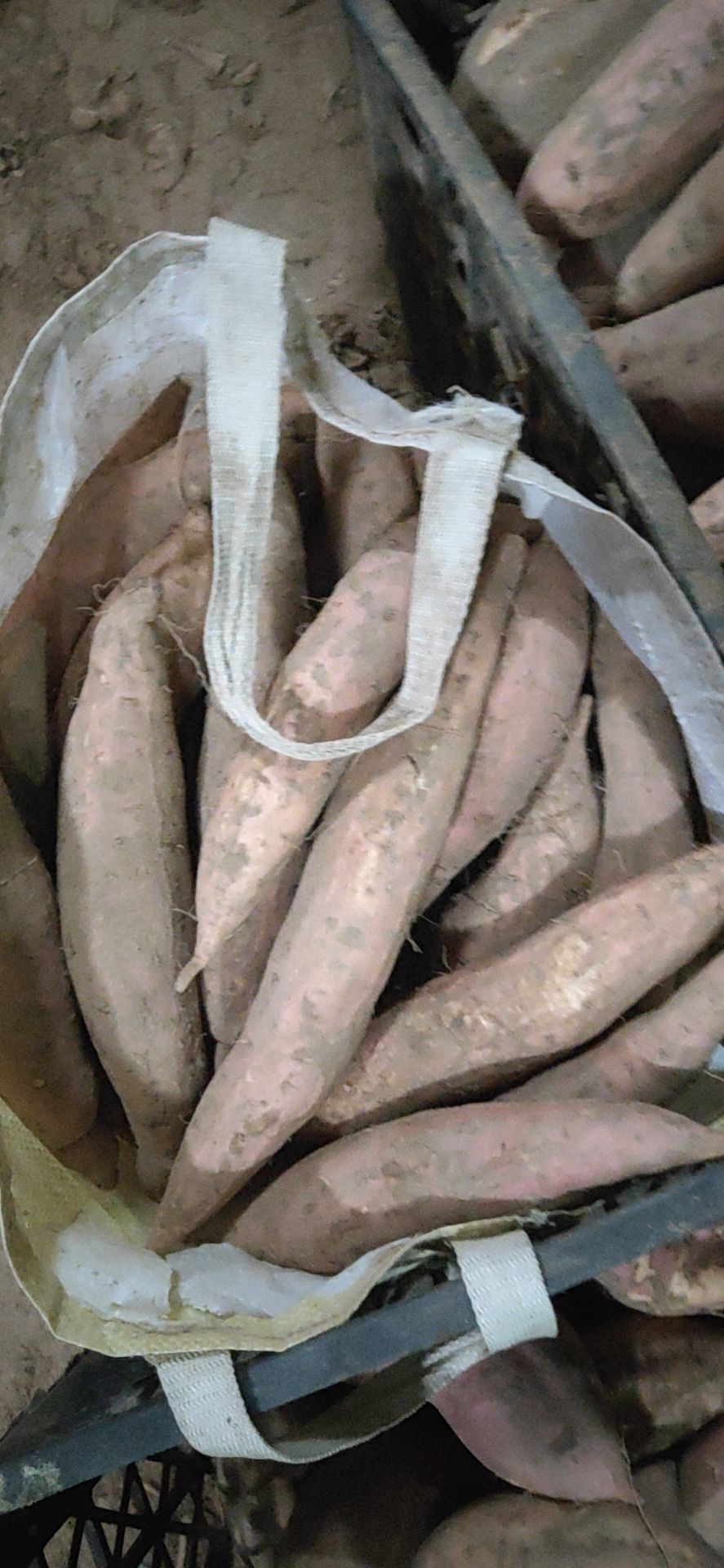 红薯蜜薯烟薯烤薯