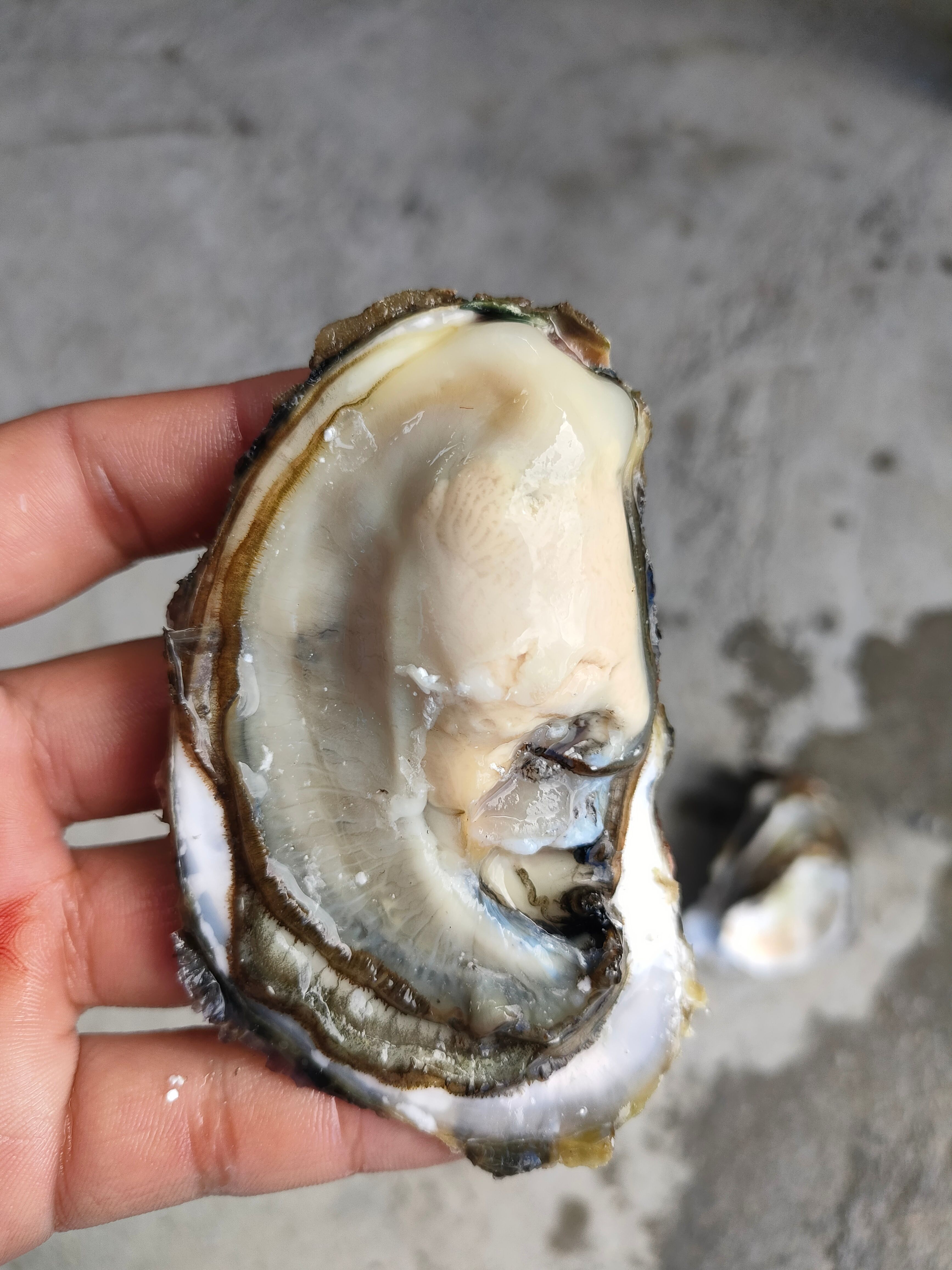  （精选）福建 原产地 正宗本地蚝 优质牡蛎网红高压锅生蚝