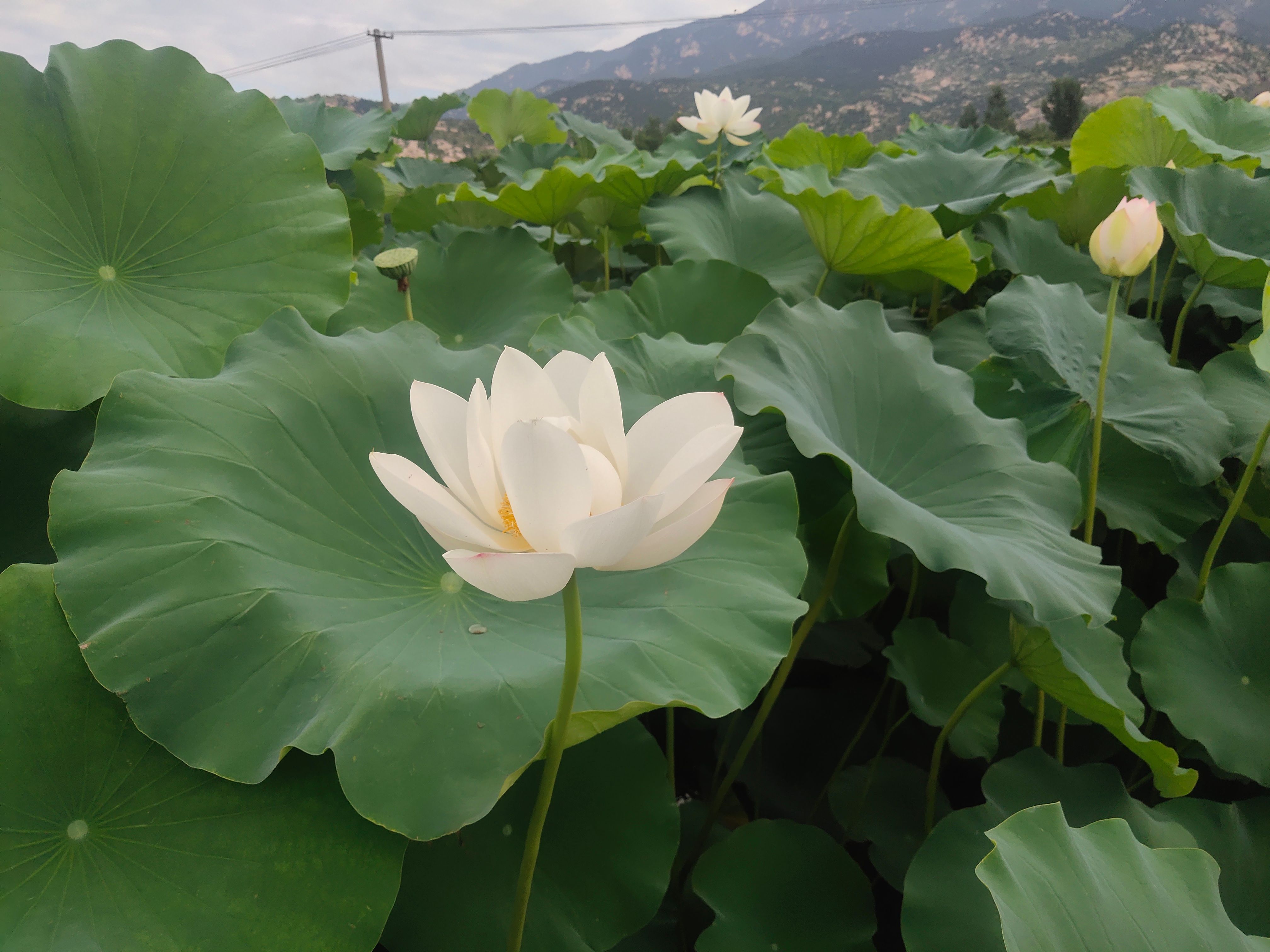 雪莲藕 荷叶，莲藕。出售。