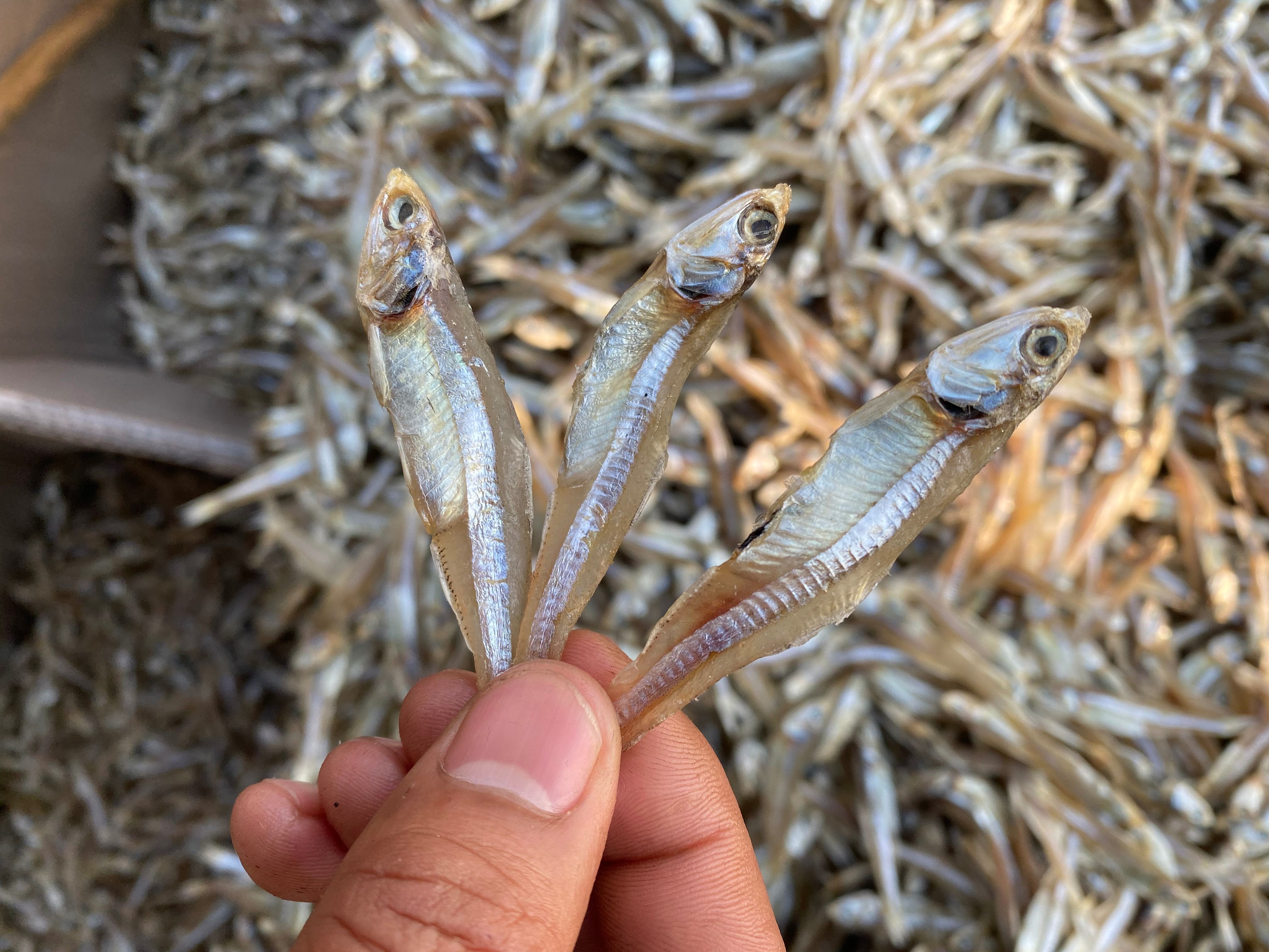 公鱼干  白凡鱼银鱼仔跑江湖摆地摊热销产品【晒场直销】