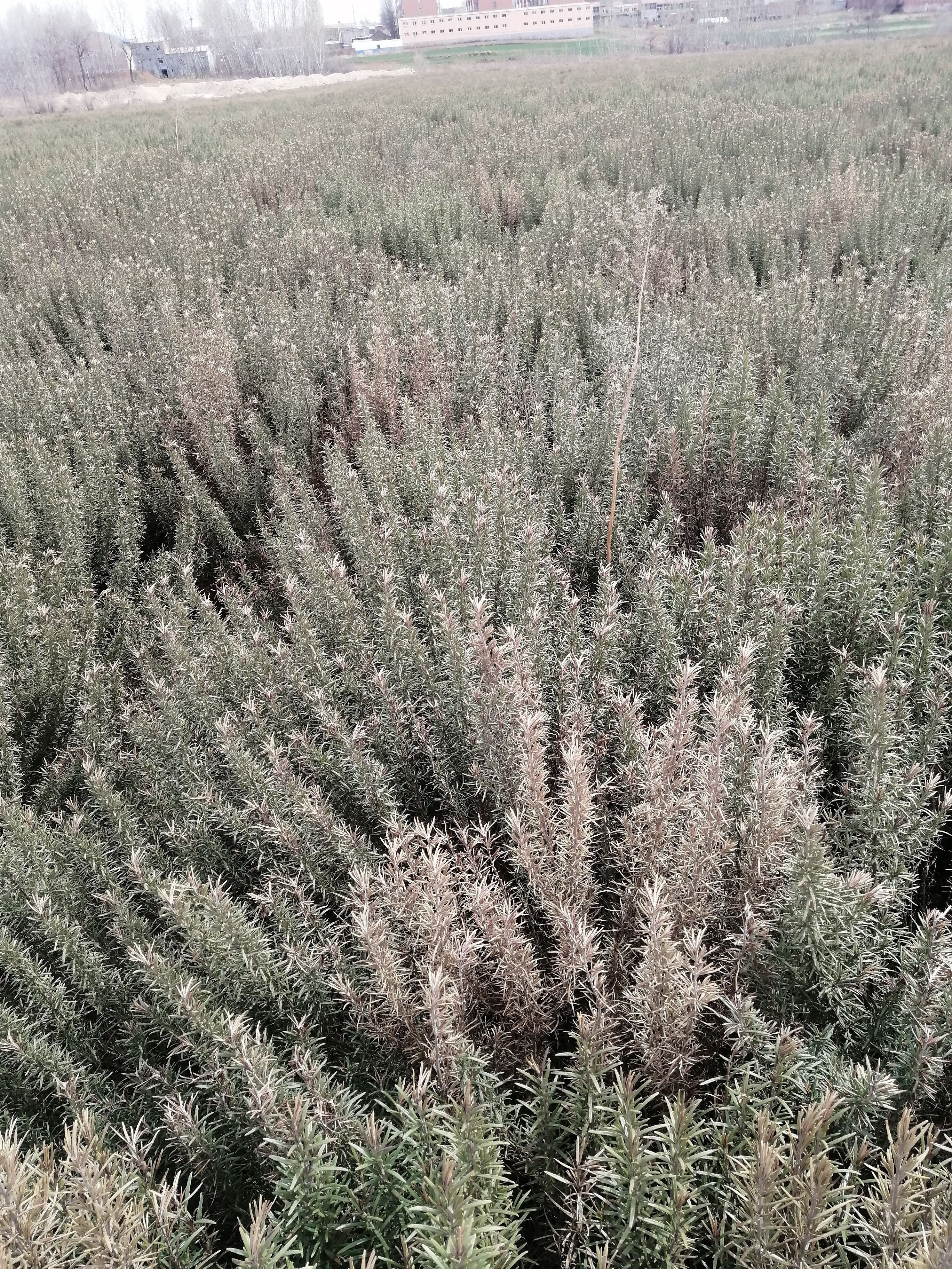 干迷迭香 常年收售迷迭香干叶及迷迭香制品