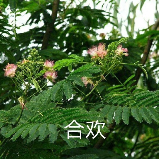 邳州市红合欢  诚信供5公分合欢树苗，8/10/12/15/20公分金合欢