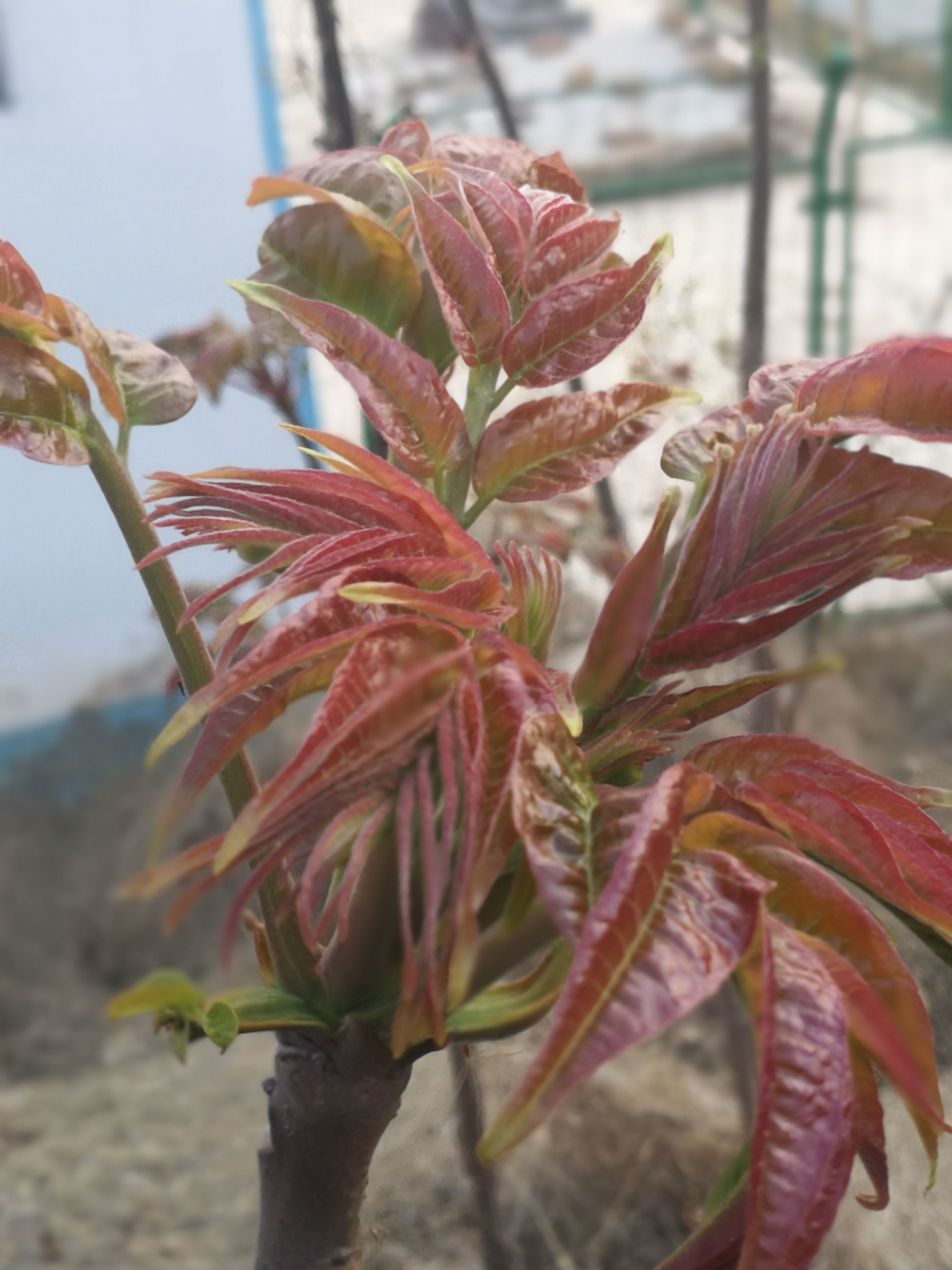 香椿之乡的红油香椿树苗，家家香椿，户户椿香，是这里特色。