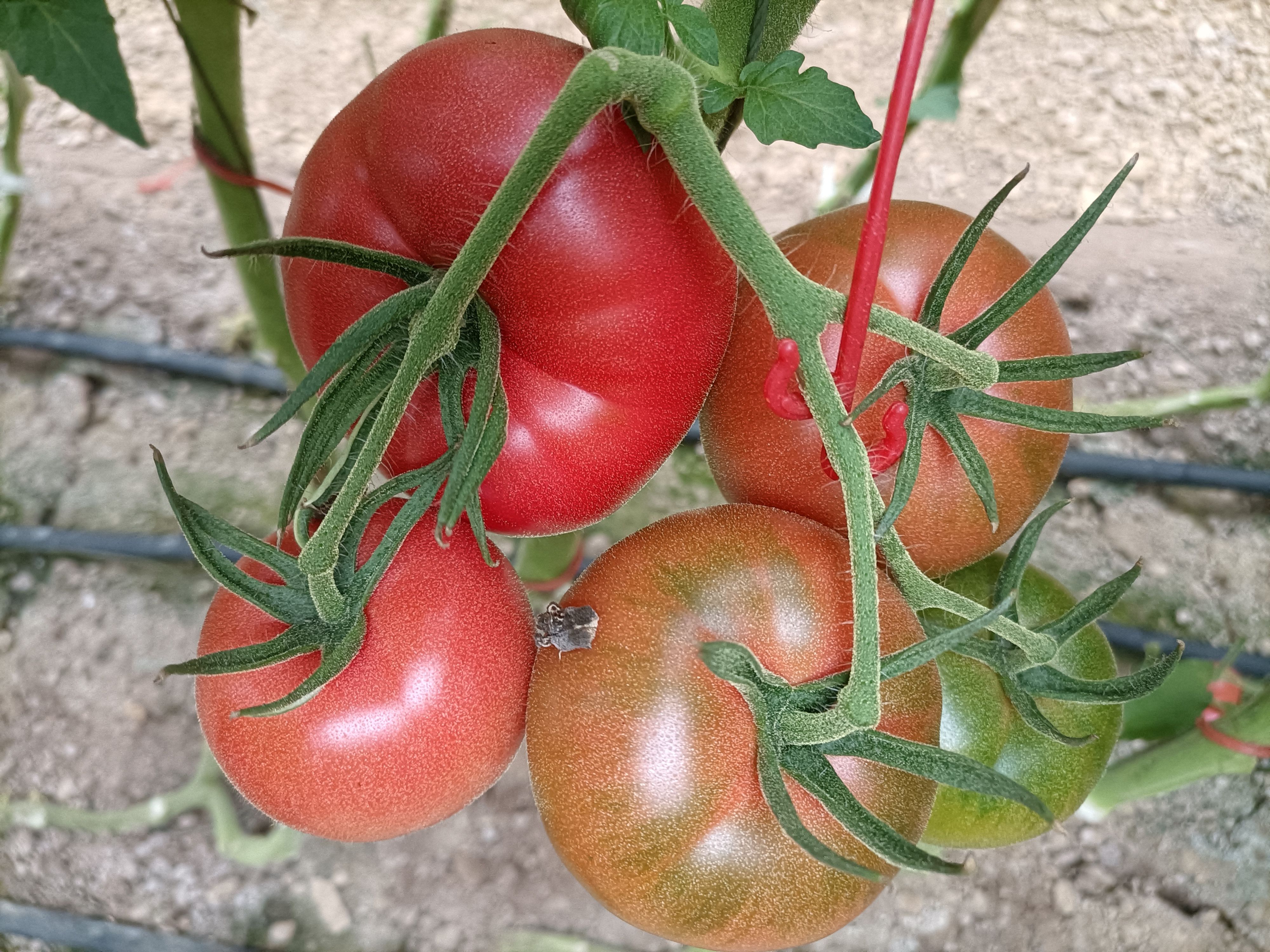毛粉番茄苗  口感大果番茄苗子