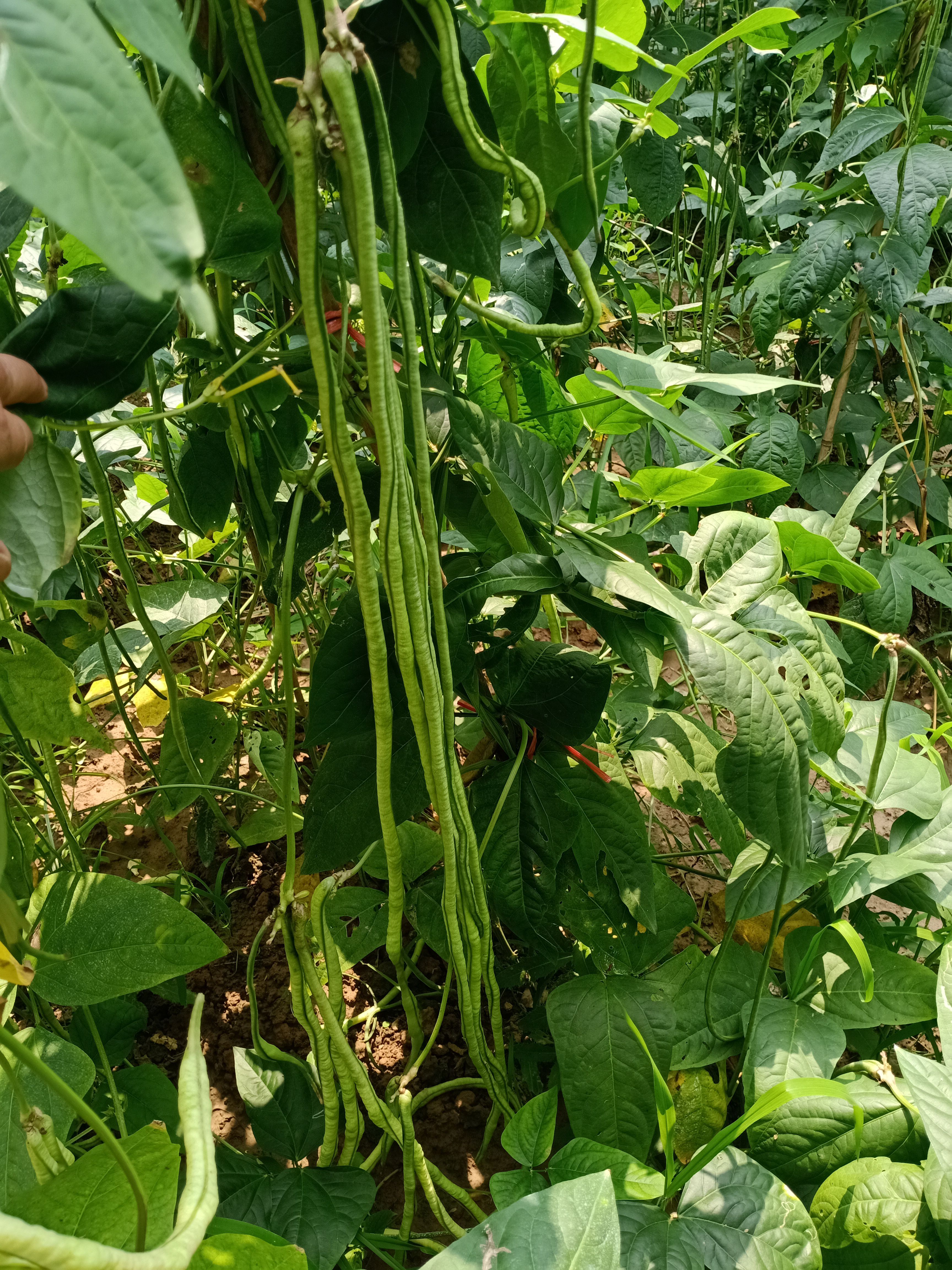 长豆角种子批发 豆角种子，绿条豆角种子