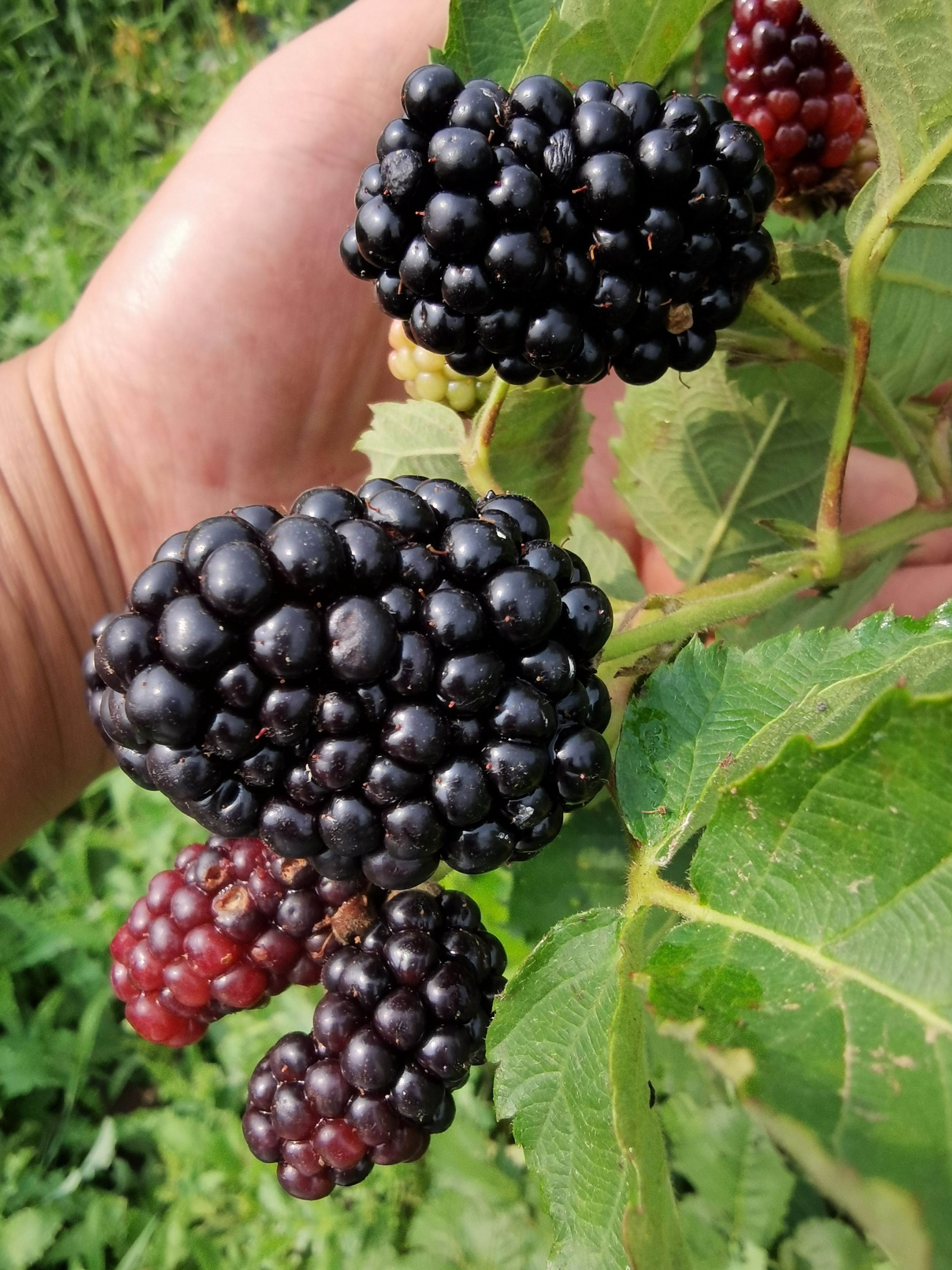 黑树莓苗  黑莓苗 黑莓树苗 黑莓种苗 黑莓苗种植