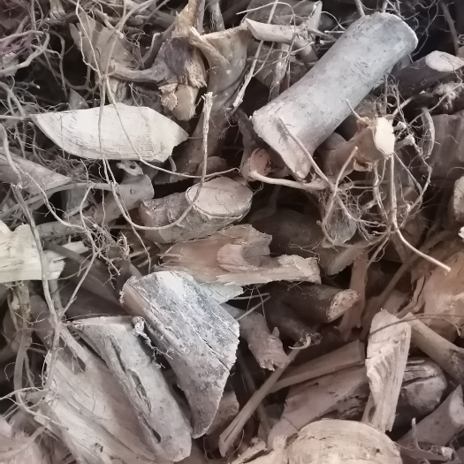 博罗县 牛奶树根